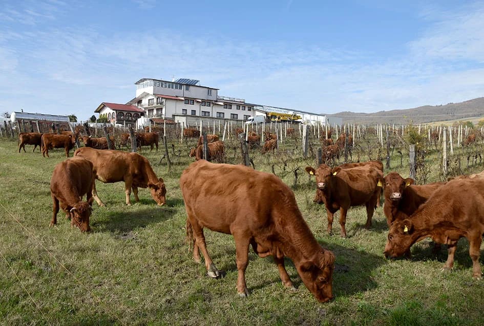 STOČARSKA PROIZVODNJA POZNATOG VINARA IVE ENJINGIJA IZ HRNJEVCA: ʼSve radimo i za ekološku gnojidbu vinogradaʼ
