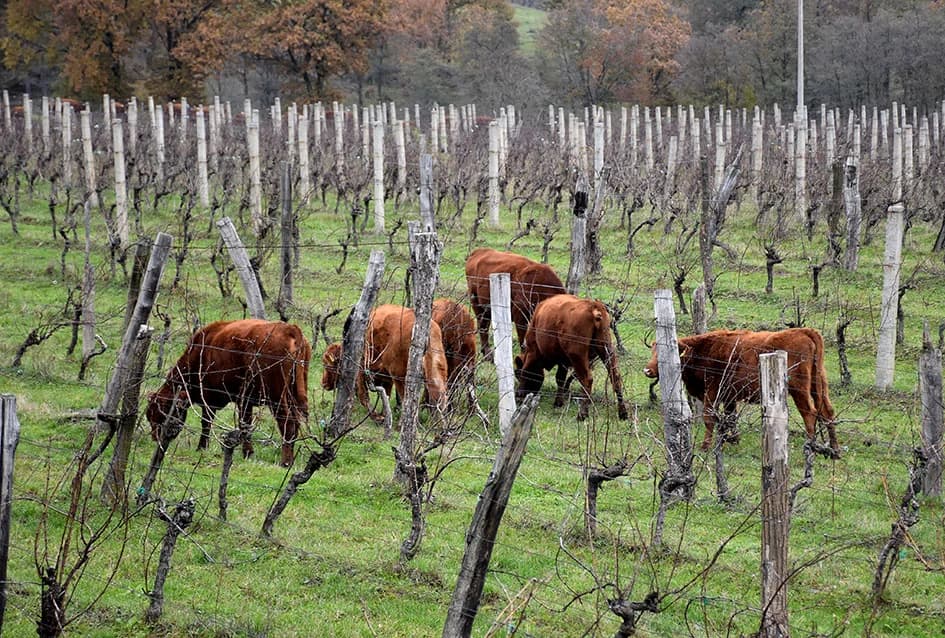 STOČARSKA PROIZVODNJA POZNATOG VINARA IVE ENJINGIJA IZ HRNJEVCA: ʼSve radimo i za ekološku gnojidbu vinogradaʼ