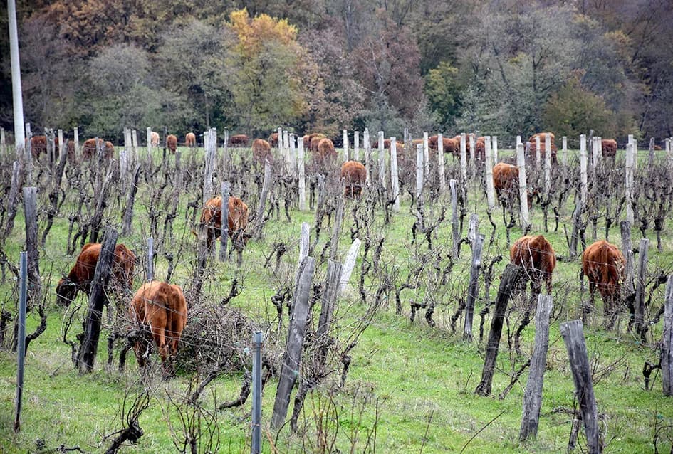 STOČARSKA PROIZVODNJA POZNATOG VINARA IVE ENJINGIJA IZ HRNJEVCA: ʼSve radimo i za ekološku gnojidbu vinogradaʼ