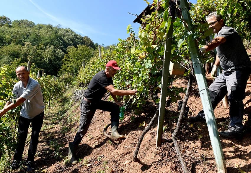 Odustao nakon 53 godine vinogradarenja