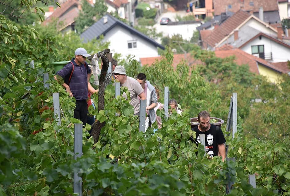 Odustao nakon 53 godine vinogradarenja