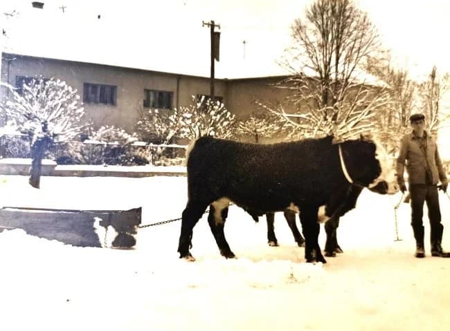 TRAGOM STARE FOTOGRAFIJE: Čišćenje snijega u Pleternici u siječnju prije 45 godina