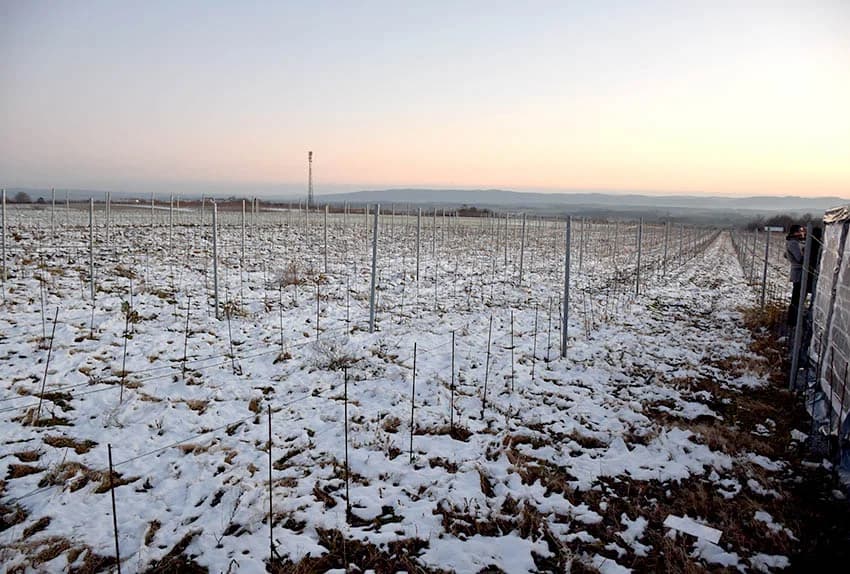 Slavili obnovu tri hektara vinograda
