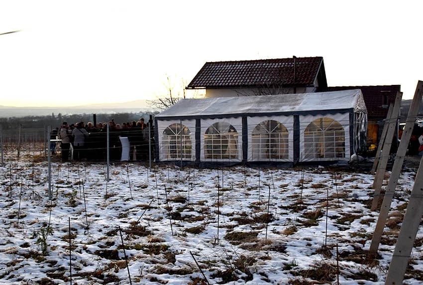 Slavili obnovu tri hektara vinograda