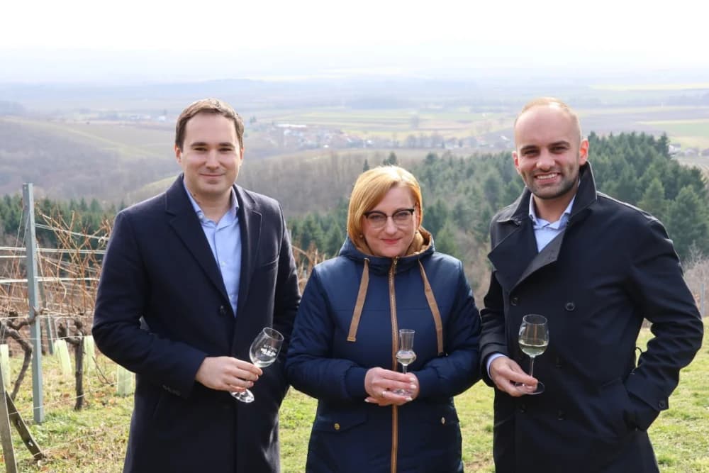 Orezani prvi trsovi u vinogradima Kutjeva d.d.