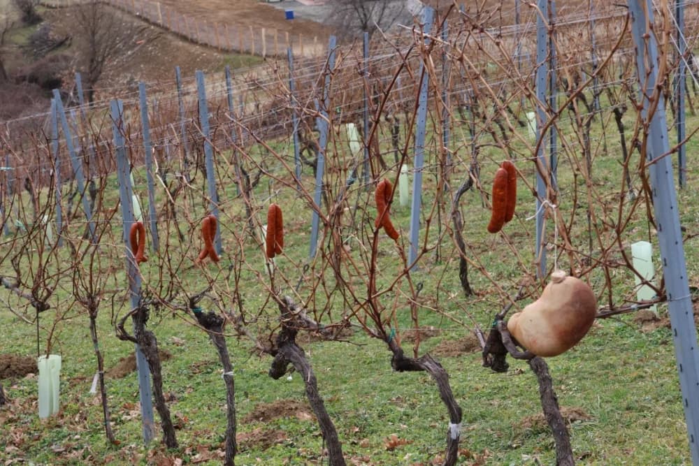 Orezani prvi trsovi u vinogradima Kutjeva d.d.