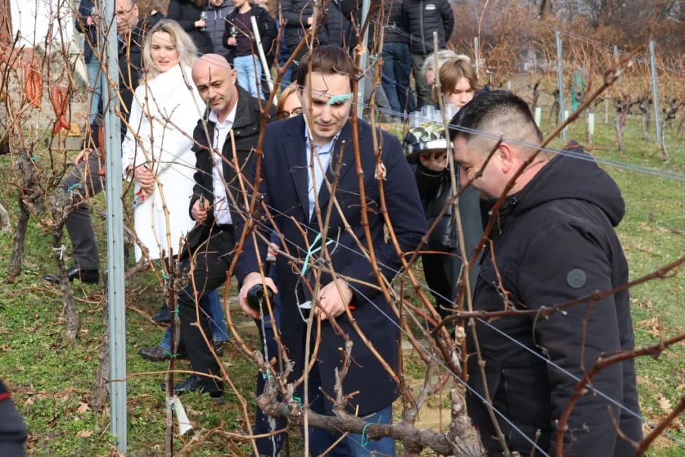 Orezani prvi trsovi u vinogradima Kutjeva d.d.
