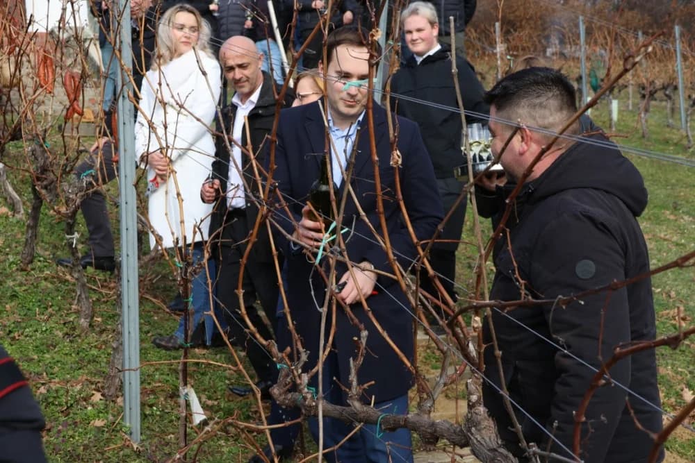 Orezani prvi trsovi u vinogradima Kutjeva d.d.