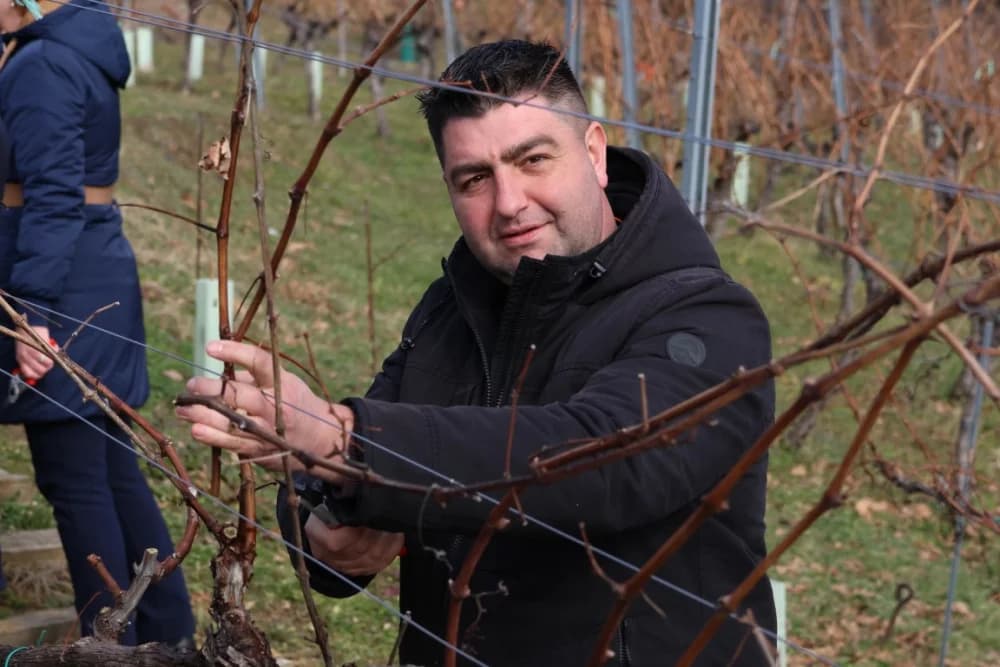 Orezani prvi trsovi u vinogradima Kutjeva d.d.