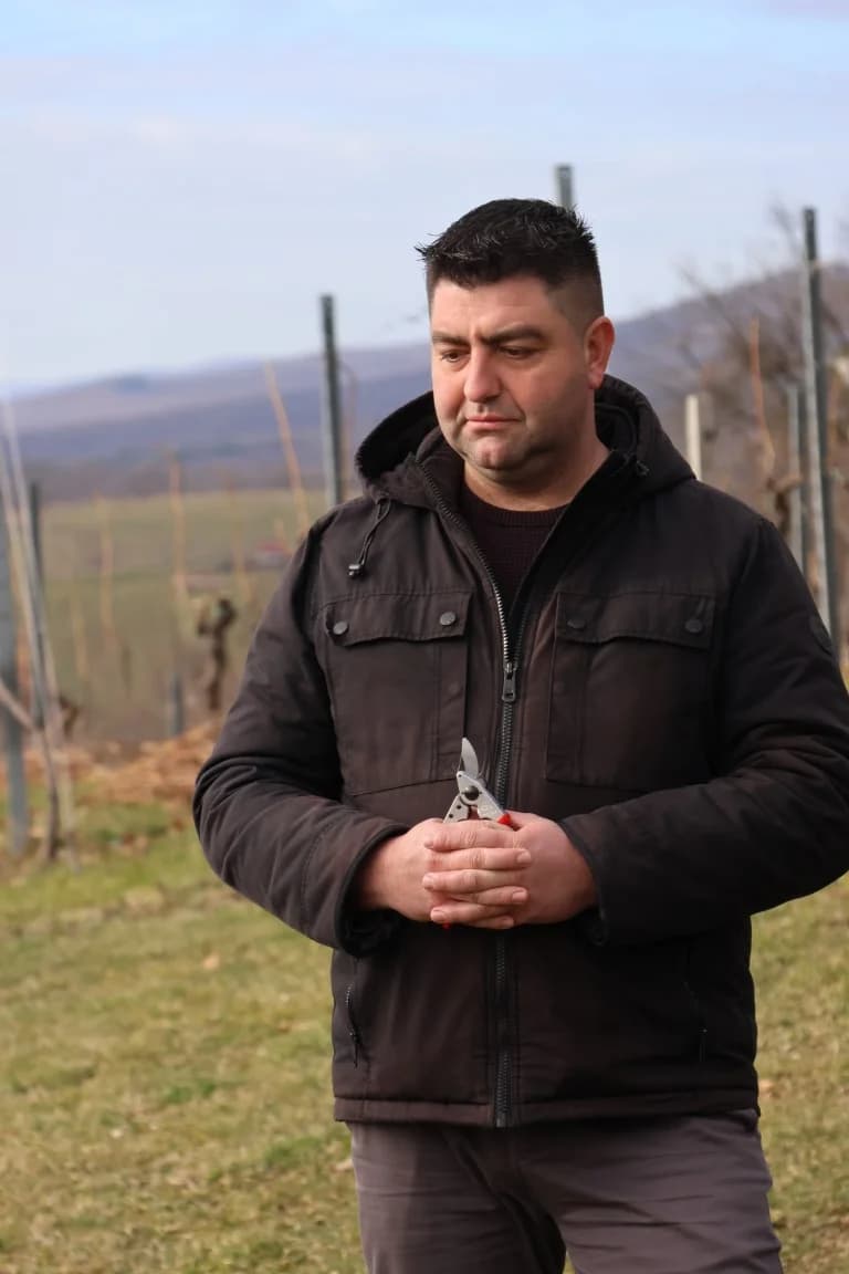 Orezani prvi trsovi u vinogradima Kutjeva d.d.