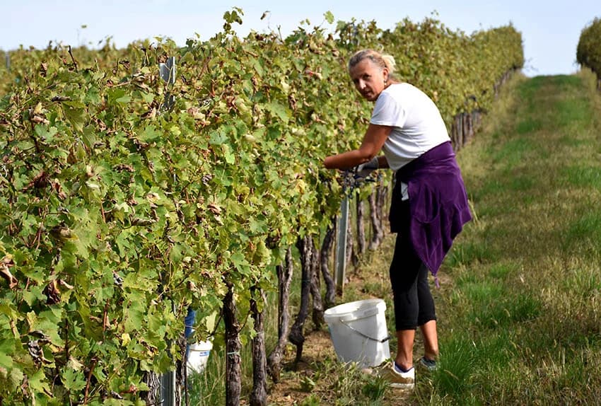 Nakon graševine na red došao pinot crni