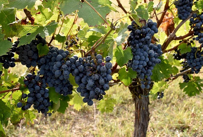 Nakon graševine na red došao pinot crni