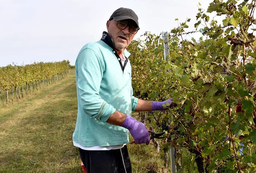 Nakon graševine na red došao pinot crni