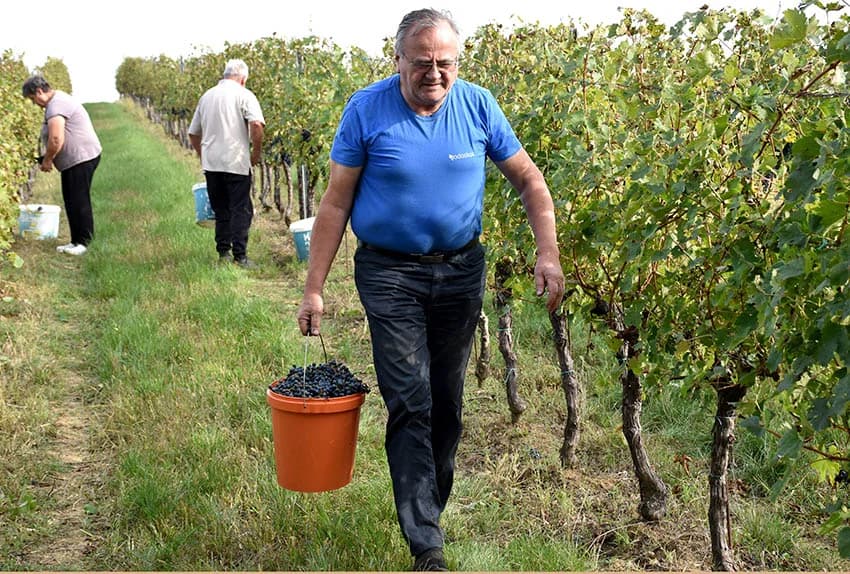 Nakon graševine na red došao pinot crni