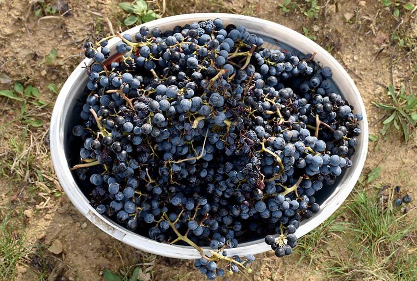 Nakon graševine na red došao pinot crni