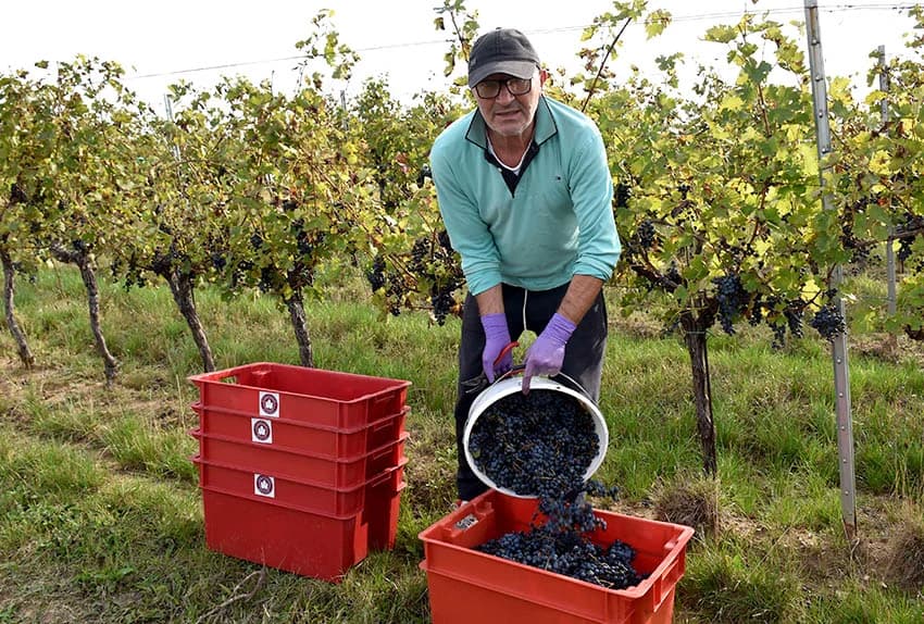 Nakon graševine na red došao pinot crni