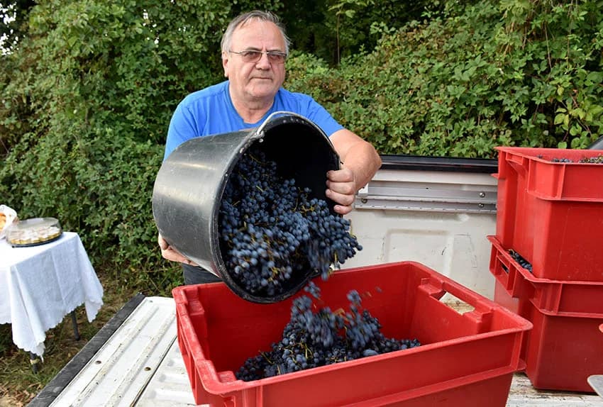 Nakon graševine na red došao pinot crni