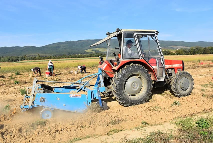 Urod krumpira je dobar i dobre kvalitete