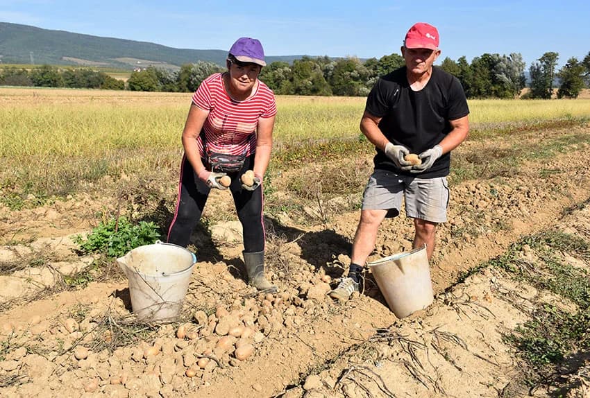 Urod krumpira je dobar i dobre kvalitete