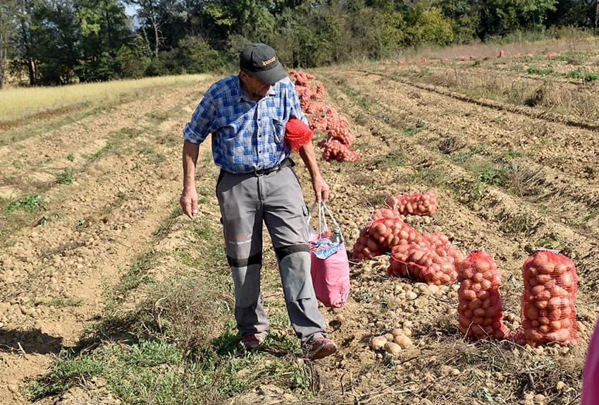 Urod krumpira je dobar i dobre kvalitete