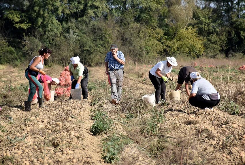 Urod krumpira je dobar i dobre kvalitete