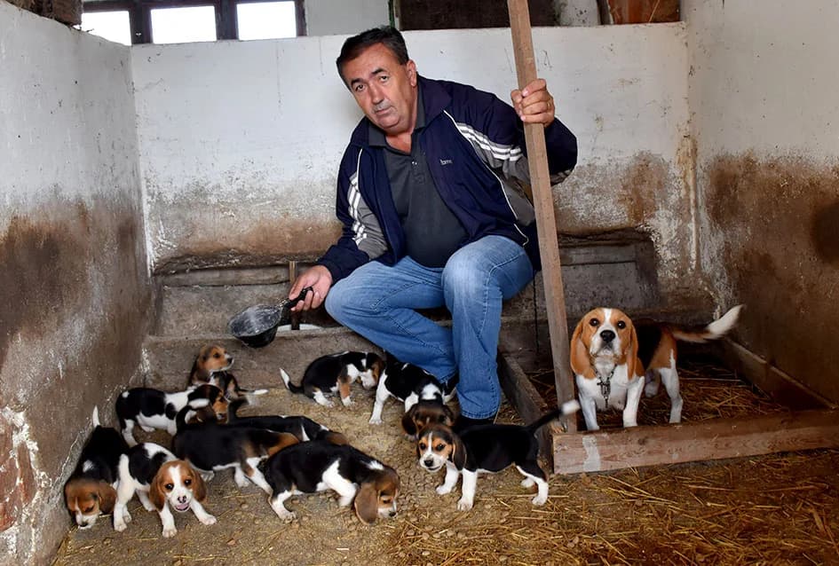 Tomislav Bušić iz Pleternice uzgajivač Bigla, najpopularnijeg engleskog psa /FOTO/