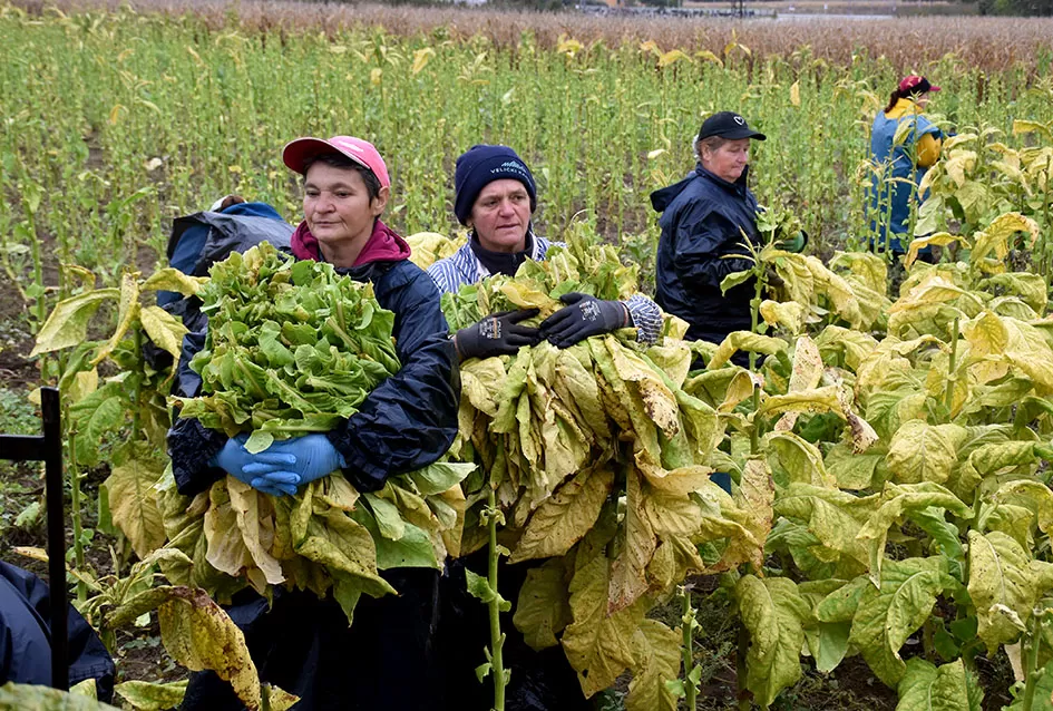 Mikićevi iz Kaptola ubiru listove duhana žutog kao zlato
