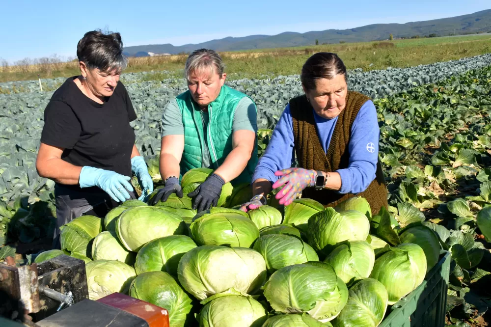 Kupus  Alilovčanina Krune Ciganovića tražen na tržištu