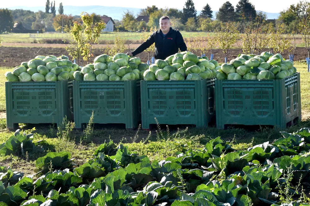 Kupus  Alilovčanina Krune Ciganovića tražen na tržištu