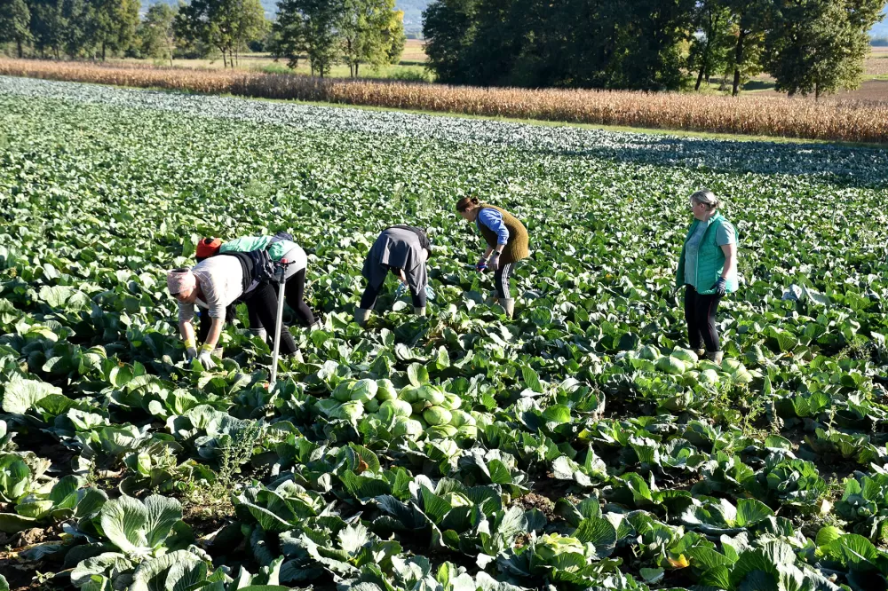 Kupus  Alilovčanina Krune Ciganovića tražen na tržištu