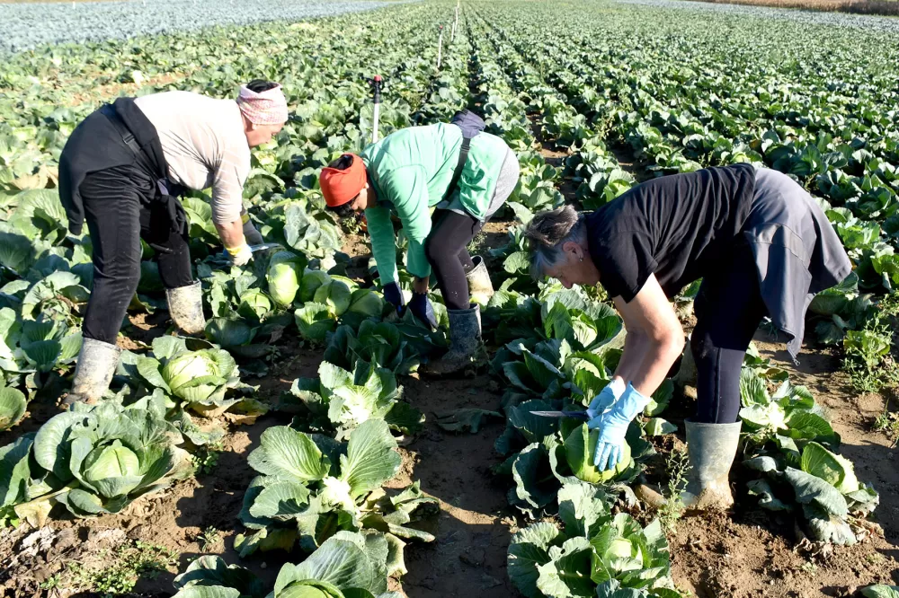 Kupus  Alilovčanina Krune Ciganovića tražen na tržištu