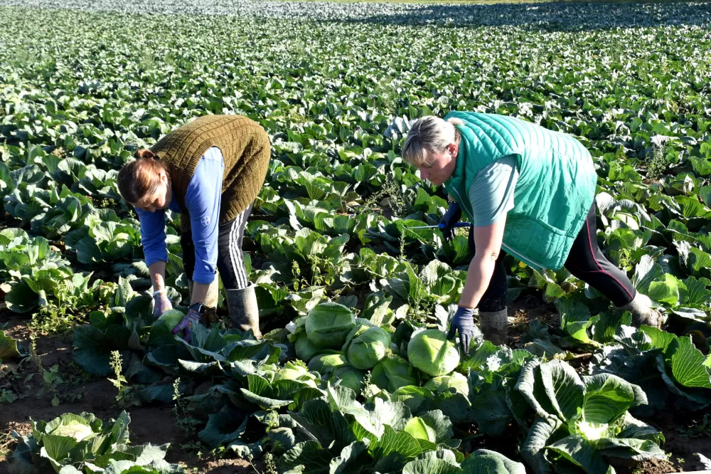 Kupus  Alilovčanina Krune Ciganovića tražen na tržištu