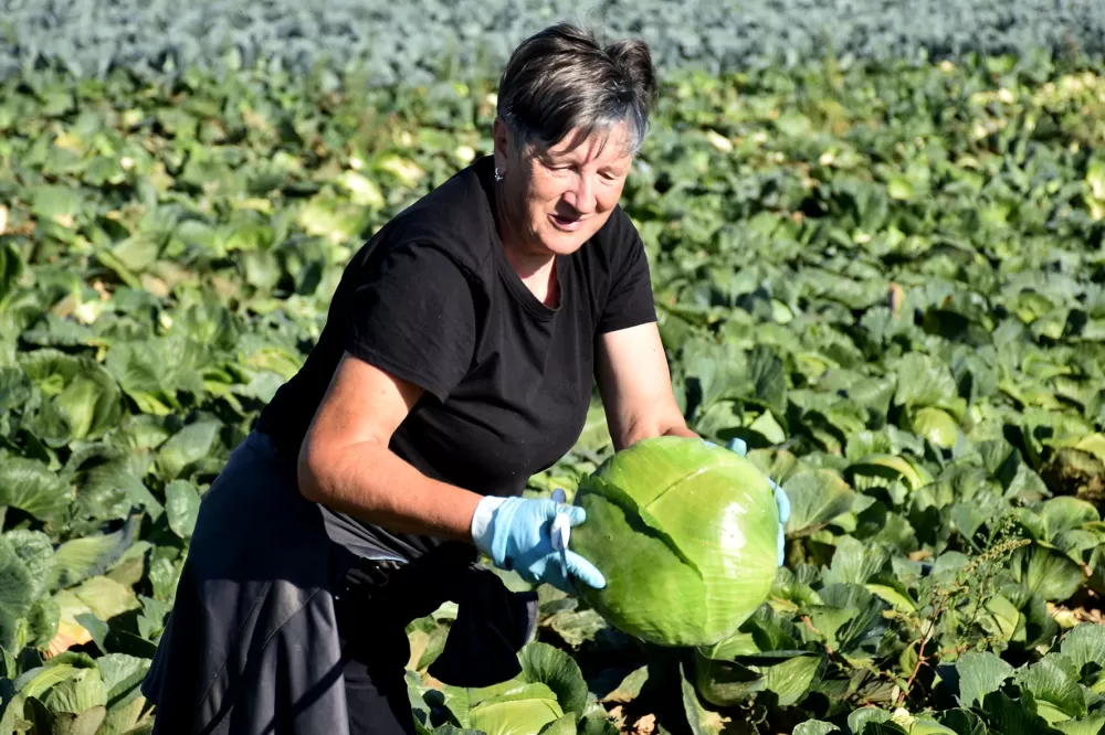 Kupus  Alilovčanina Krune Ciganovića tražen na tržištu