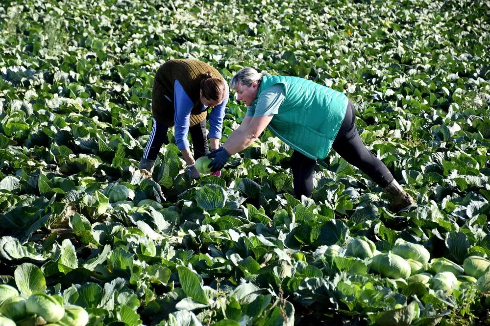 Kupus  Alilovčanina Krune Ciganovića tražen na tržištu