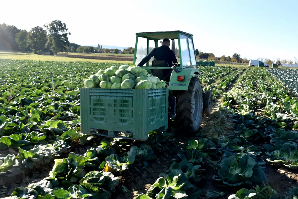 Kupus  Alilovčanina Krune Ciganovića tražen na tržištu