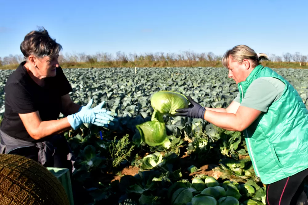 Kupus  Alilovčanina Krune Ciganovića tražen na tržištu