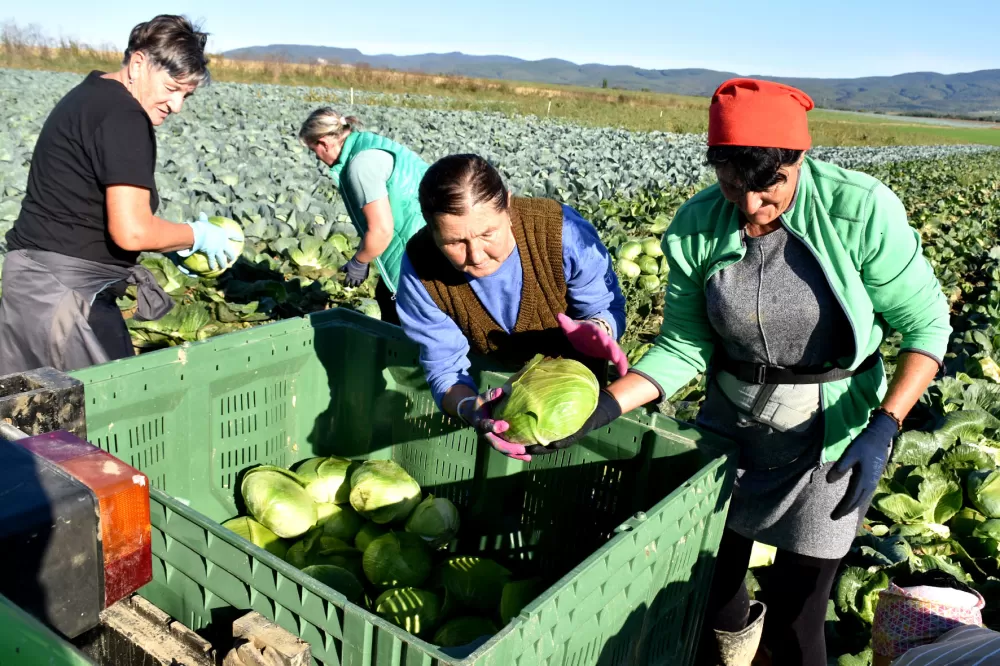 Kupus  Alilovčanina Krune Ciganovića tražen na tržištu