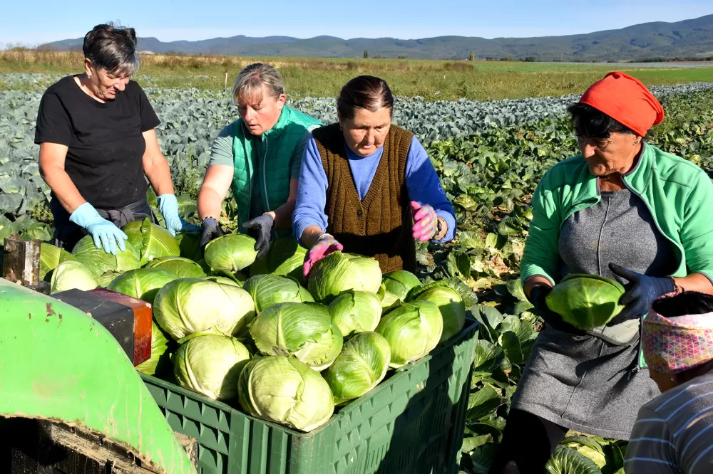 Kupus  Alilovčanina Krune Ciganovića tražen na tržištu
