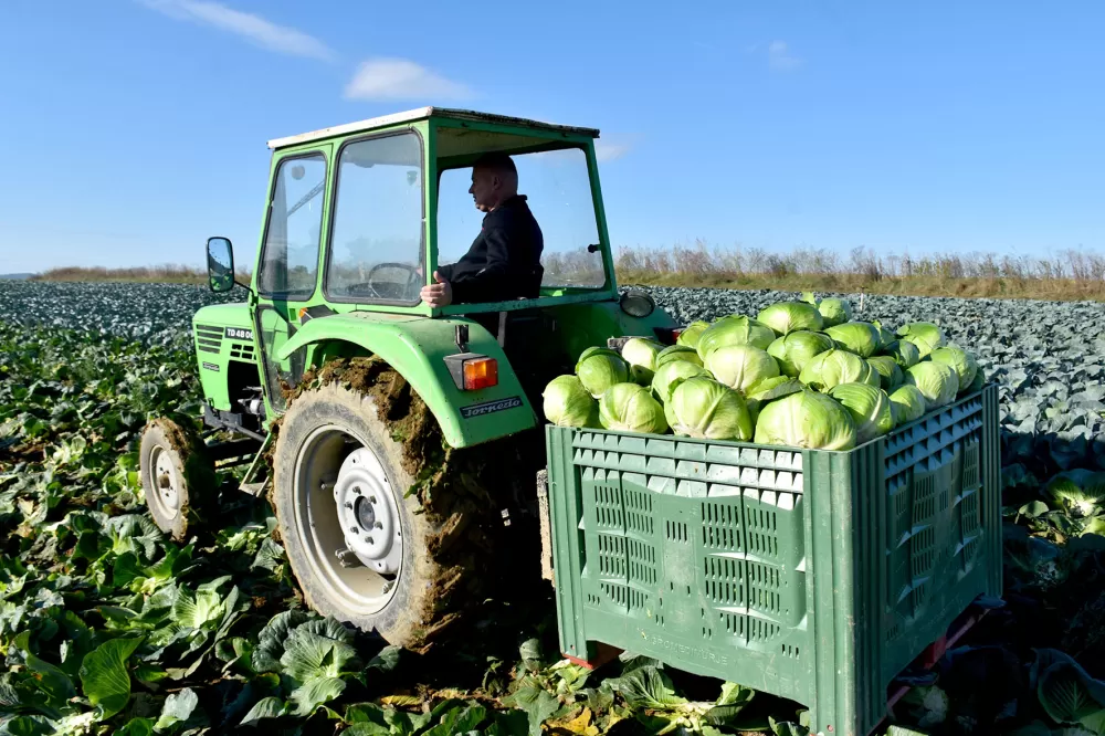 Kupus  Alilovčanina Krune Ciganovića tražen na tržištu