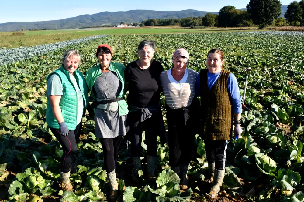 Kupus  Alilovčanina Krune Ciganovića tražen na tržištu