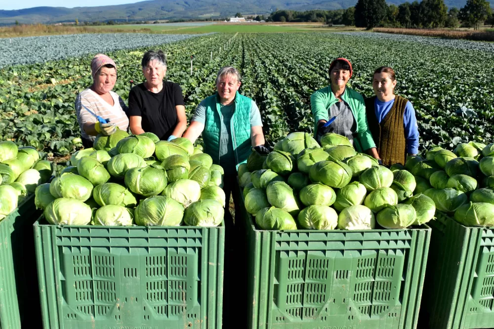 Kupus  Alilovčanina Krune Ciganovića tražen na tržištu
