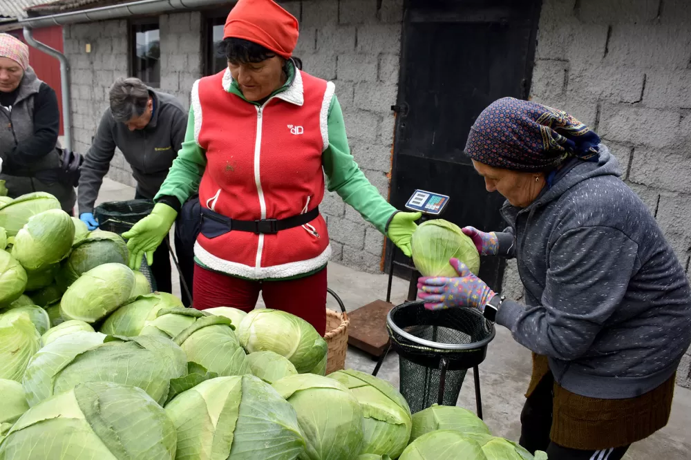 Kupus  Alilovčanina Krune Ciganovića tražen na tržištu