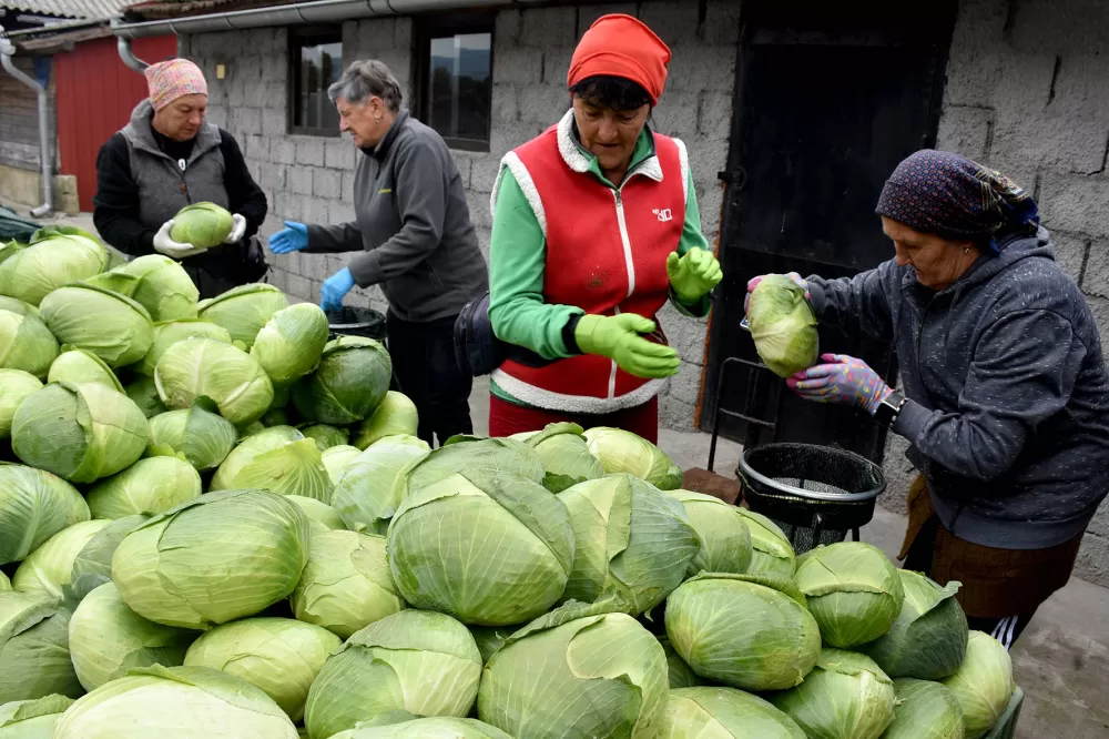 Kupus  Alilovčanina Krune Ciganovića tražen na tržištu
