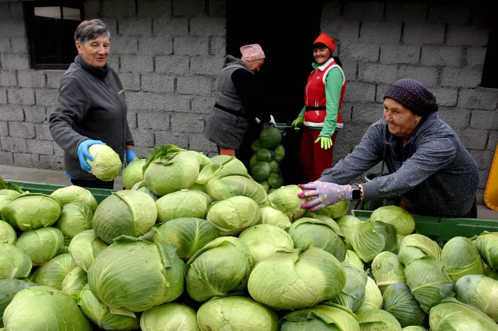 Kupus  Alilovčanina Krune Ciganovića tražen na tržištu