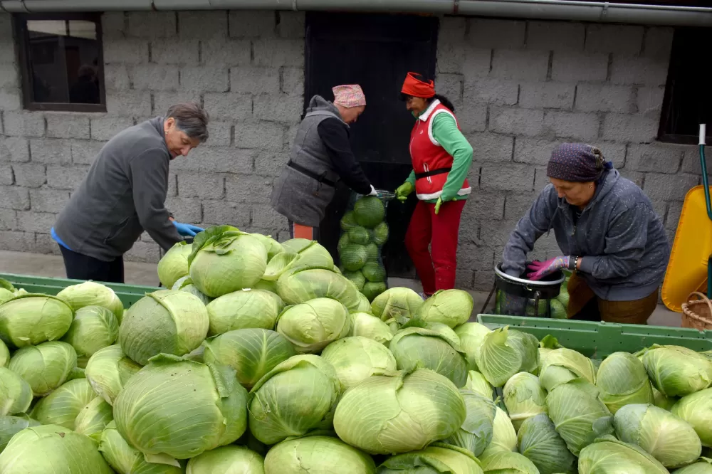 Kupus  Alilovčanina Krune Ciganovića tražen na tržištu