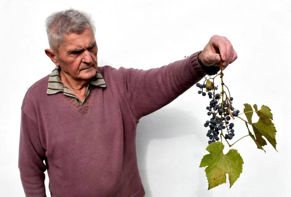 Požežani na tragu vina kakvo se u srednjem vijeku koristilo u samostanu na Rudini