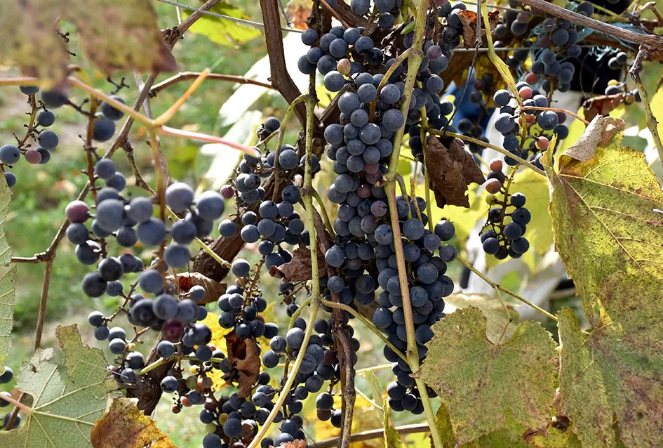 Požežani na tragu vina kakvo se u srednjem vijeku koristilo u samostanu na Rudini