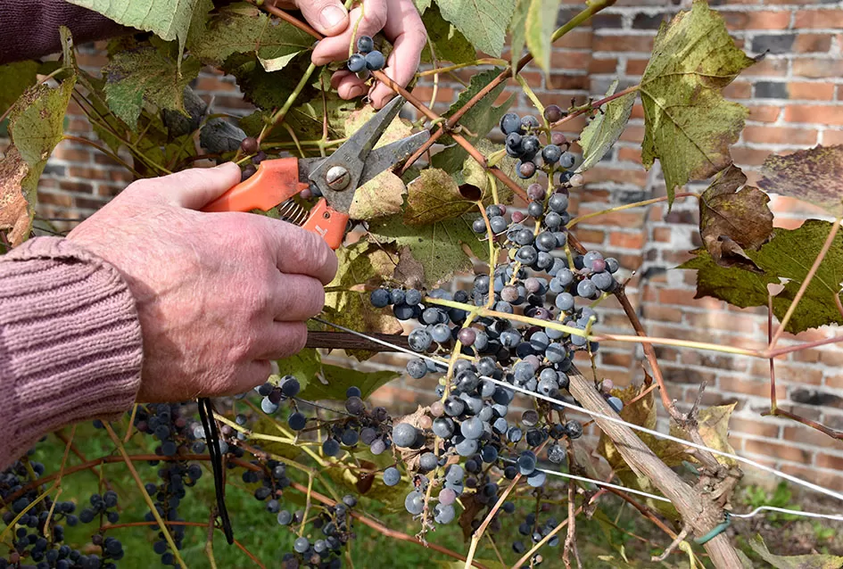 Požežani na tragu vina kakvo se u srednjem vijeku koristilo u samostanu na Rudini