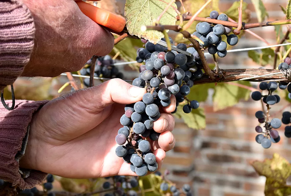 Požežani na tragu vina kakvo se u srednjem vijeku koristilo u samostanu na Rudini