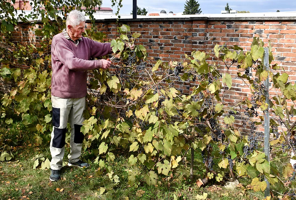 Požežani na tragu vina kakvo se u srednjem vijeku koristilo u samostanu na Rudini